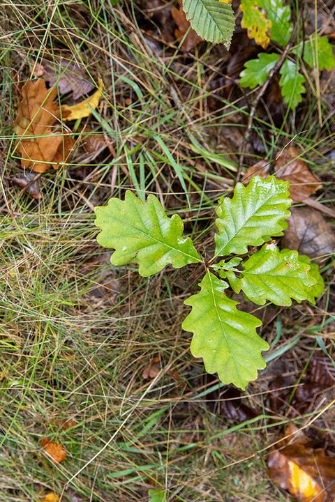 junges eich bäumchen auf waldboden mit gras und blättern