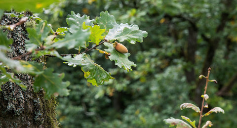 Die Eiche im Portrait